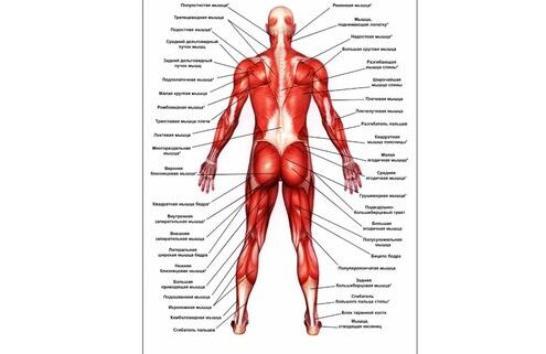 anatomy posters