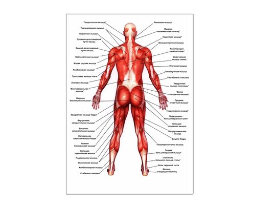 anatomy posters