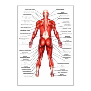 Musculature